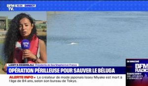 Comment l'opération de sauvetage du béluga coincé dans la Seine va se dérouler ?