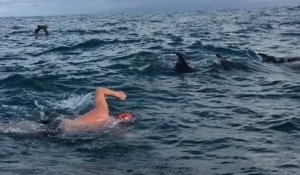 Nouvelle-Zélande : des dauphins protègent un nageur d'une attaque de requin