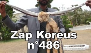 Zap Koreus n°486