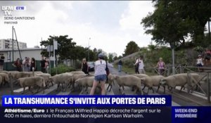 La transhumance s'invite aux portes de Paris