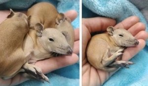 Australie : une femme découvre trois bébés marsupiaux blottis dans le panier de son chien
