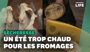 Emmental, tomme ou reblochon… avec la sécheresse, « on fait moins de fromages » en Savoie