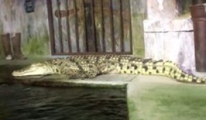 Eleanor, le crocodile des égouts de Paris