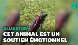 L’alligator est un soutien émotionnel et cette vidéo le montre à la perfection