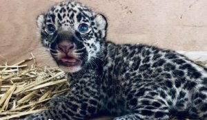Un adorable bébé jaguar est né au zoo de Bordeaux Pessac