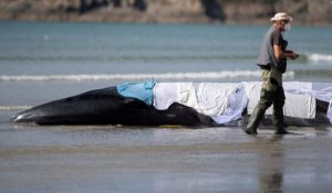 «Miraculeux ! C’était magnifique !» : le rorqual échoué dans le Finistère est reparti en mer