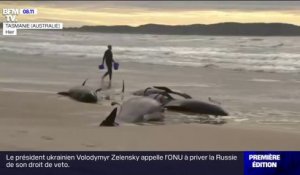 Australie: 230 cétacés s'échouent sur une plage de Tasmanie