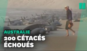 Plus de 200 cétacés échoués sur une plage en Australie