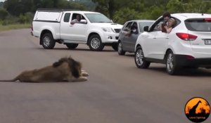 Ce lion rappelle aux touristes qui est le boss de la savane