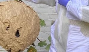 Angleterre : il découvre un nid de frelons asiatiques de la taille d'un ballon de basket dans son jardin