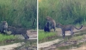 Afrique du Sud : un ratel affronte trois léopards dans un combat épique
