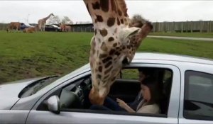 Elle referme la vitre de sa voiture alors qu'une girafe passe sa tête à l'intérieur