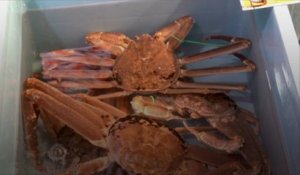 Des milliards de crabes des neiges ont disparu des eaux de l'Alaska