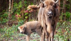 Royaume-Uni : pour la première fois depuis des millénaires, un bison est né à l'état sauvage