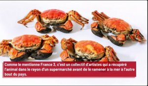 Un crabe kidnappé à Nancy est remis en liberté à Brest !