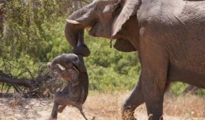 Namibie : une maman éléphant a été aperçue en train de transportant la dépouille de son bébé