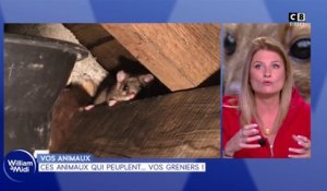 Vos animaux : Ces animaux qui peuplent... Vos greniers !