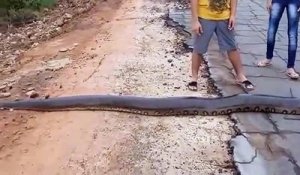 Un anaconda immense traverse la route... Monstre incroyable