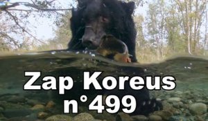 Zap Koreus n°499