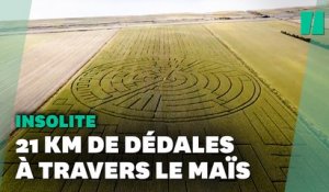 Ce champ est désormais le plus grand labyrinthe de maïs du monde