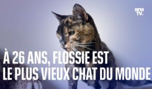 À 26 ans, Flossie est le plus vieux chat du monde