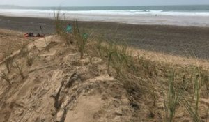 Ils plantent des oyats pour préserver les dunes de Biville, dans La Hague