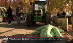 Plusieurs centaines de vignerons ont défilé dans Bordeaux pour obtenir une prime à l'arrachage afin de répondre à une crise de surproduction qui fait chuter les prix - VIDEO
