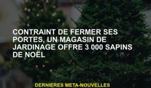 Forcé de fermer ses portes, un magasin de jardinage propose 3 000 arbres de Noël
