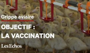 Grippe aviaire : le gouvernement veut vacciner les volailles à l'automne 2023
