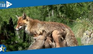 La Montagne aux renards (Arte) : faut-il regarder ce documentaire animalier sur une famille de renar