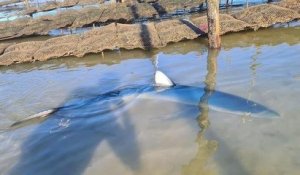 Dans le bassin d'Arcachon, il sauve un requin de 2,40 mètres piégé dans son parc à huîtres