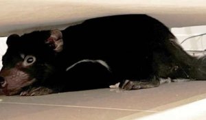 Une famille découvre un diable de Tasmanie sous le canapé, le confondant avec un jouet du chien