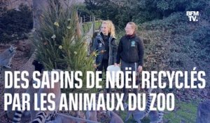 Au zoo de Thoiry, hyènes et lémuriens se régalent avec les sapins de Noël