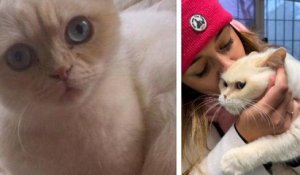 Elle retrouve son chat disparu depuis plus de huit ans car il a été... adopté par une autre famille