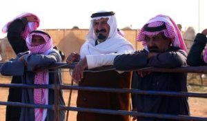 VIDÉO - "Enquête Exclusive" : entre botox et enchères, des concours de chameaux hors normes en Arabi