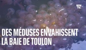 Des méduses envahissent la baie de Toulon en plein mois de janvier