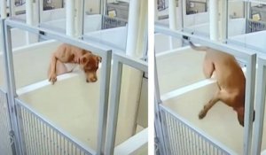 Un chien de refuge escalade le mur de son enclos pour rejoindre son meilleur ami dans le box voisin