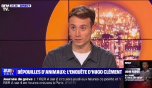 Hugo Clément: "Il y a des centaines de personnes prêtes à payer pour acheter la tête d'un bouledogue français"