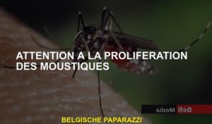 Attention à la prolifération des moustiques