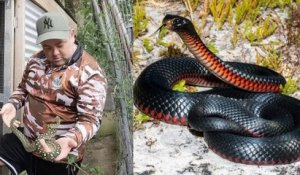Furieux de ne pas être payé, cet attrapeur de reptile relâche un serpent mortel chez son client malhonnête