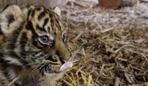 Naissance exceptionnelle d'une petite tigresse de Sumatra dans un zoo de l'Allier