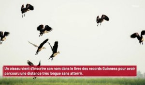 Un oiseau entre dans le livre des records Guinness après avoir parcouru une distance incroyable sans se poser !