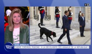 Vos animaux : Chiens, chevaux, pigeons : à la découverte des animaux de la république !