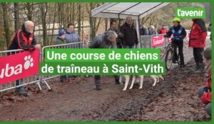 Une course de chiens de traîneau à Saint-Vith