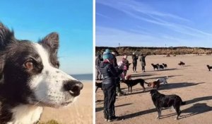 Angleterre : trente chiens se joignent à une chienne mourante pour sa dernière balade