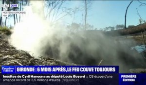 Six mois après les incendies en Gironde, le feu couve toujours... sous terre