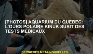 [Photos] Aquarium du Québec: L'ours polaire Kinuk subit des tests médicaux