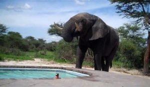 Un éléphant vient boire dans une piscine sous les yeux de touristes