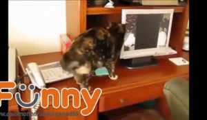 Funny Videos - Funny Cats - Funny Animals - Funny Dogs - Funny Cats