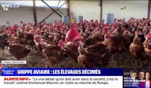 Grippe aviaire: l'Isère prend des mesures drastiques afin d'éviter la propagation du virus